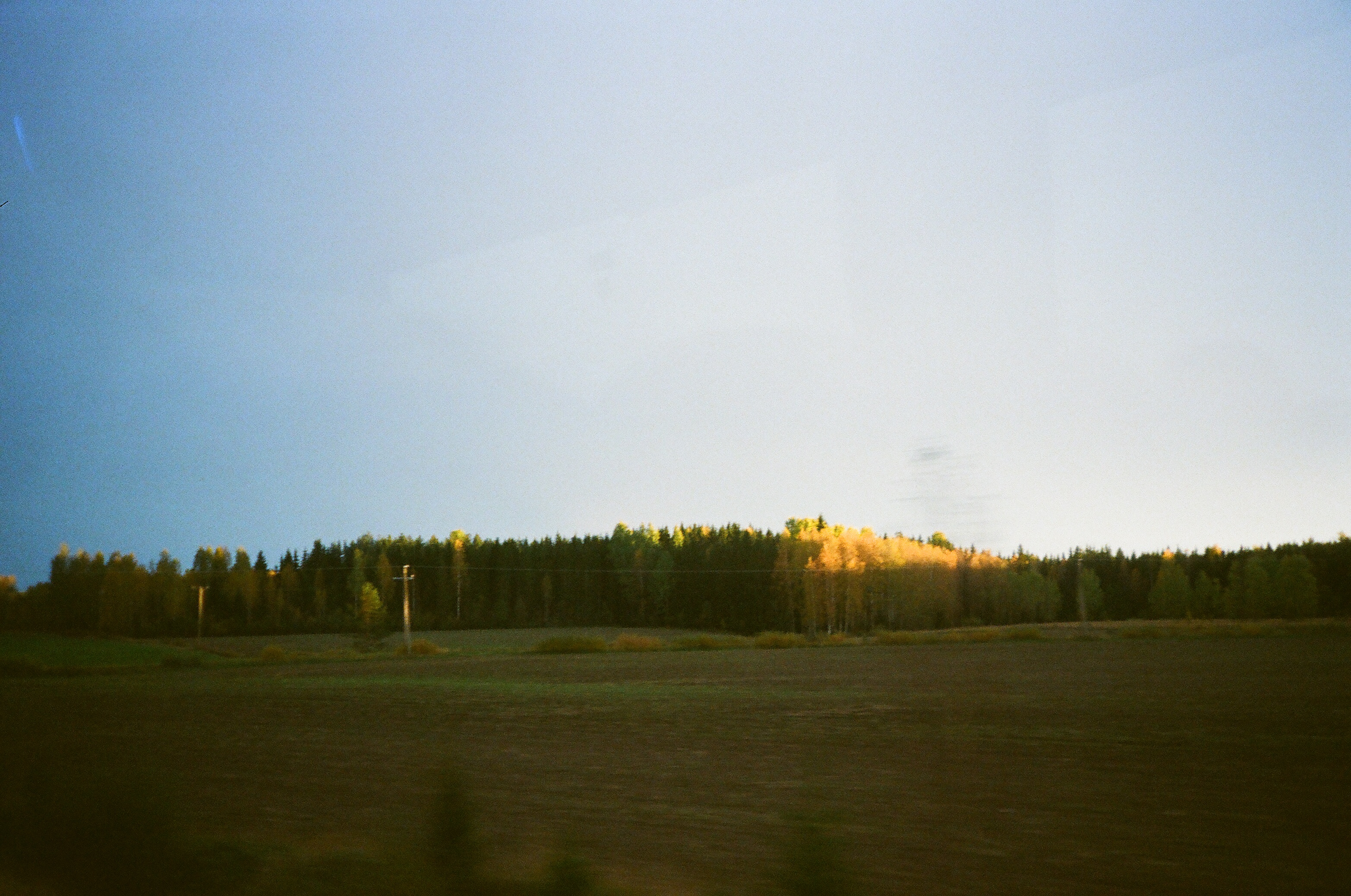 Саша Ковалева. Pushing Up the Wild Daisies/Корнями в песок – афиша