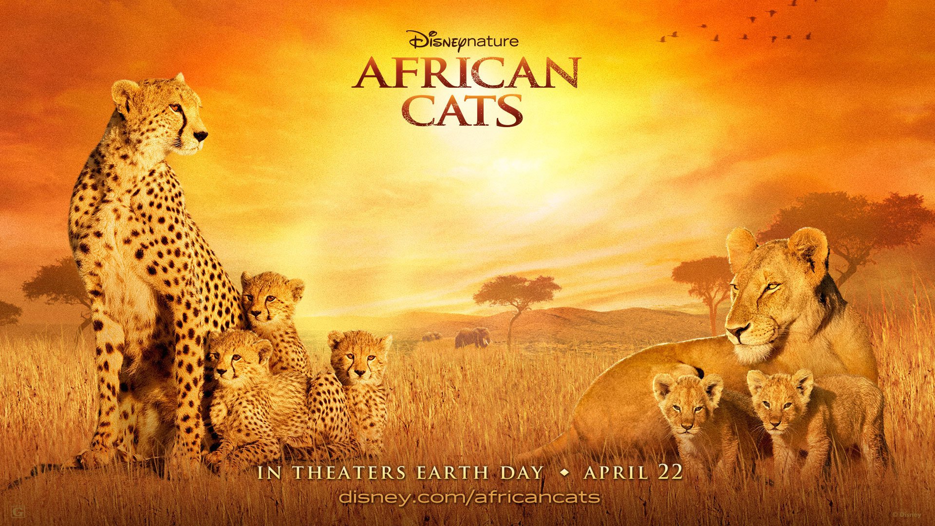Африканские кошки: Королевство смелых – афиша