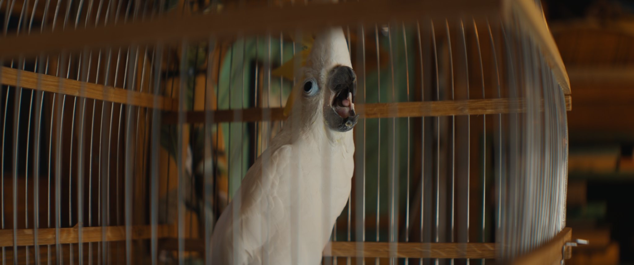 Чебурашка 2. Предпоказ – афиша