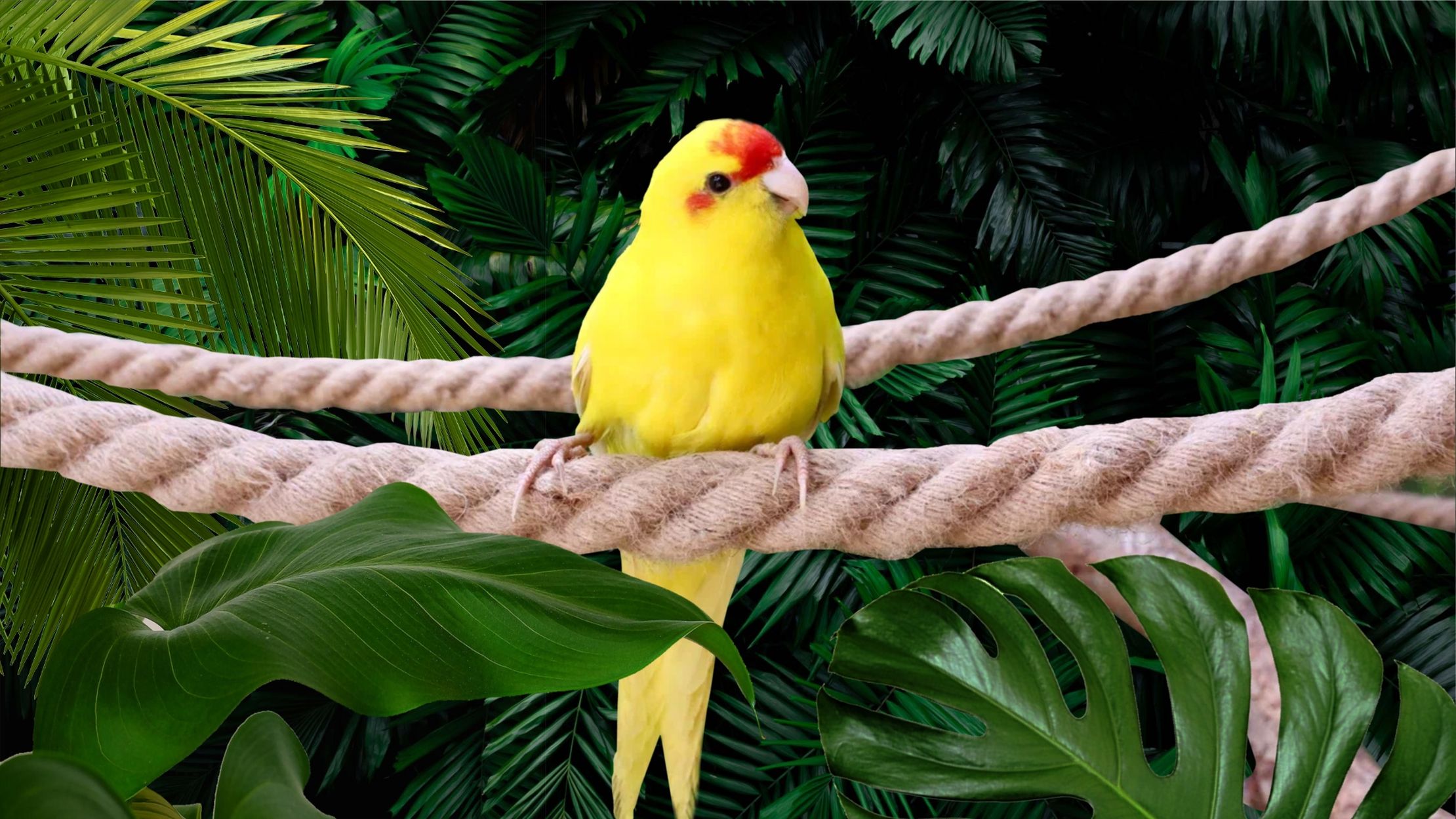 Зоопарк «101 Попугай» – афиша