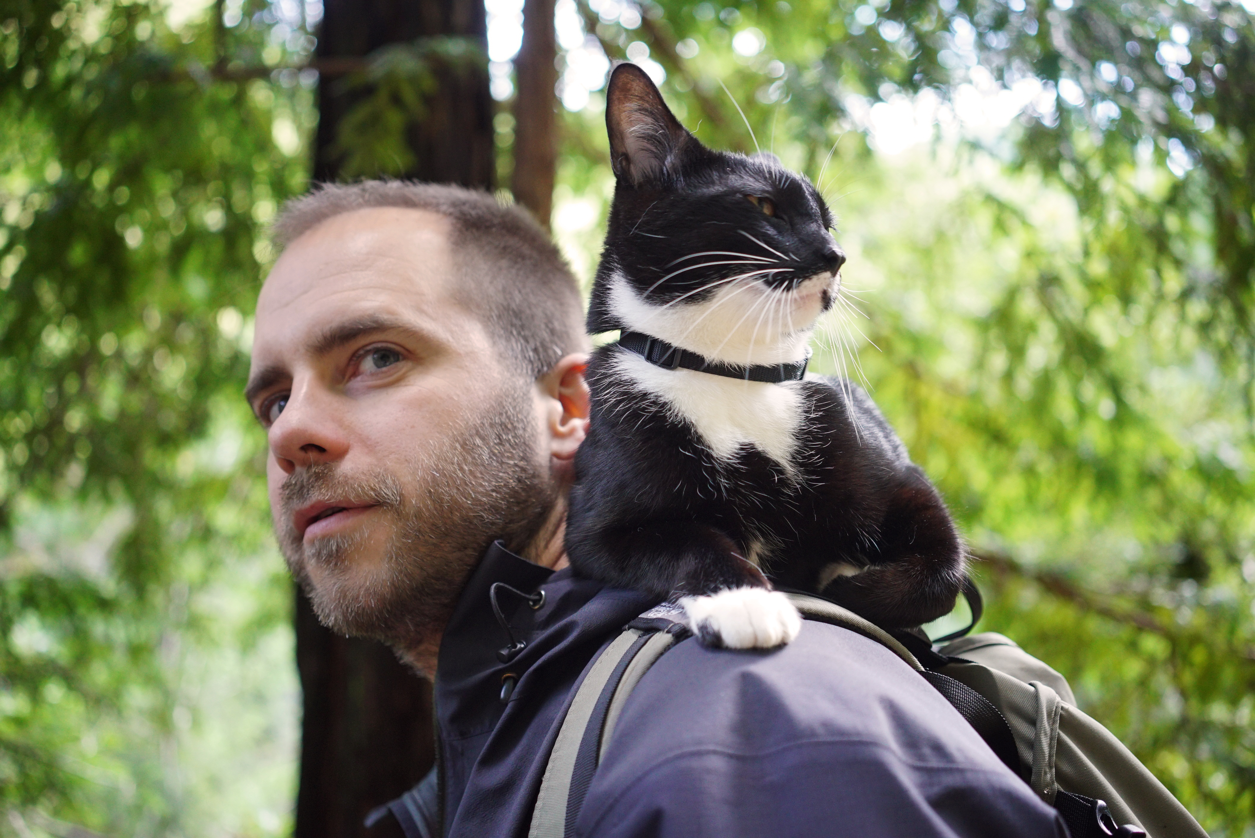 Котики – афиша