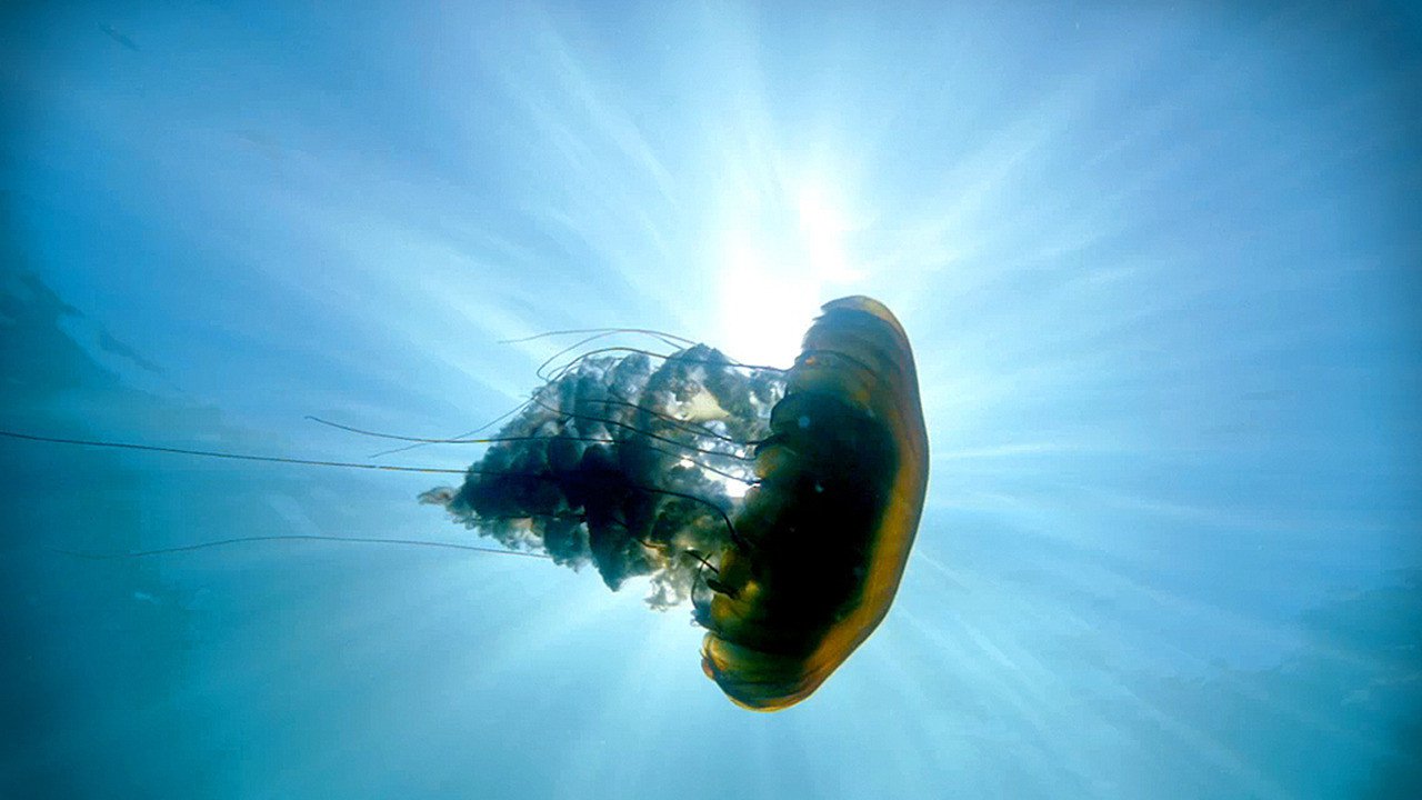 Тайны подводного мира 3D – афиша