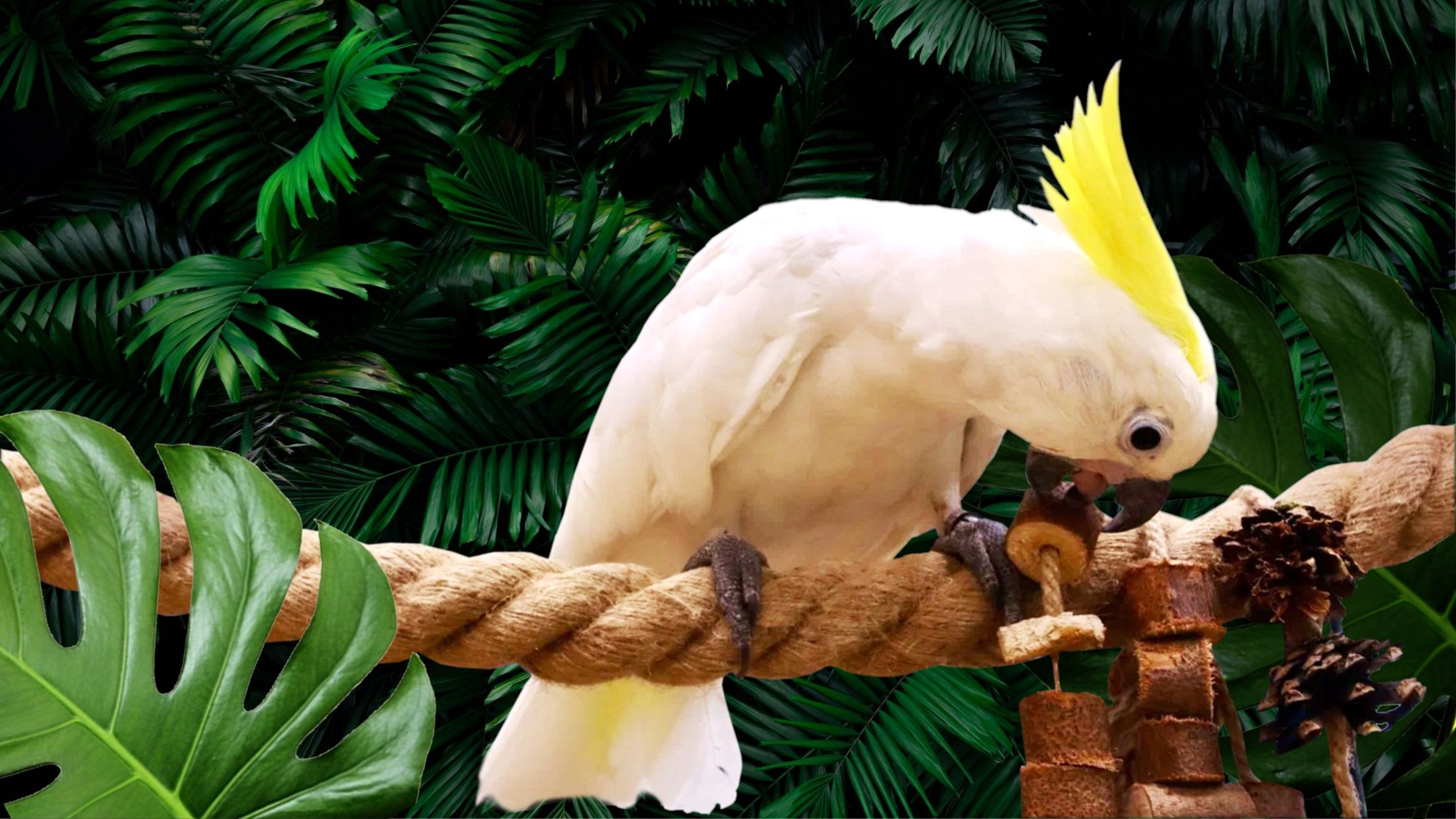 Зоопарк «101 Попугай» – афиша