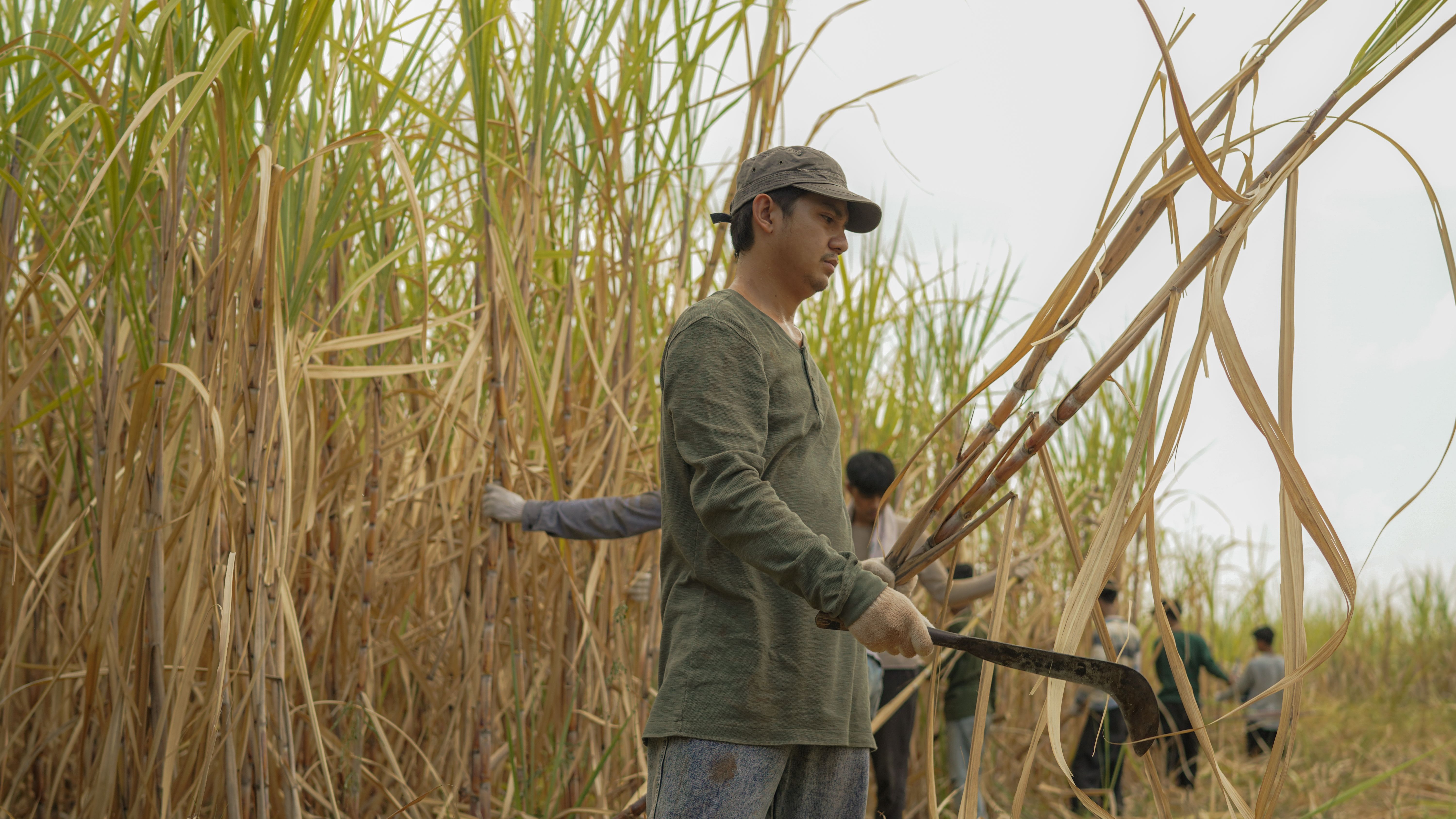 Сахарная фабрика – афиша