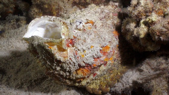 Коралловый риф — от планктона до акул – афиша