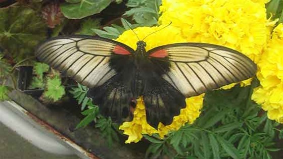 Бабочки мира – афиша