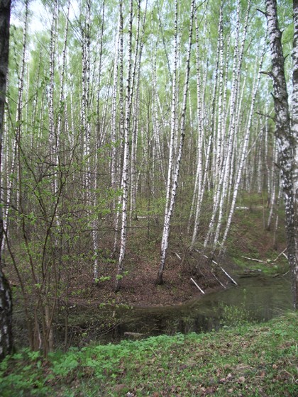 Битцевский лес – афиша