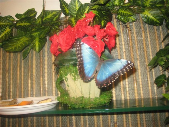 Музей бабочек «Тропический рай» – афиша