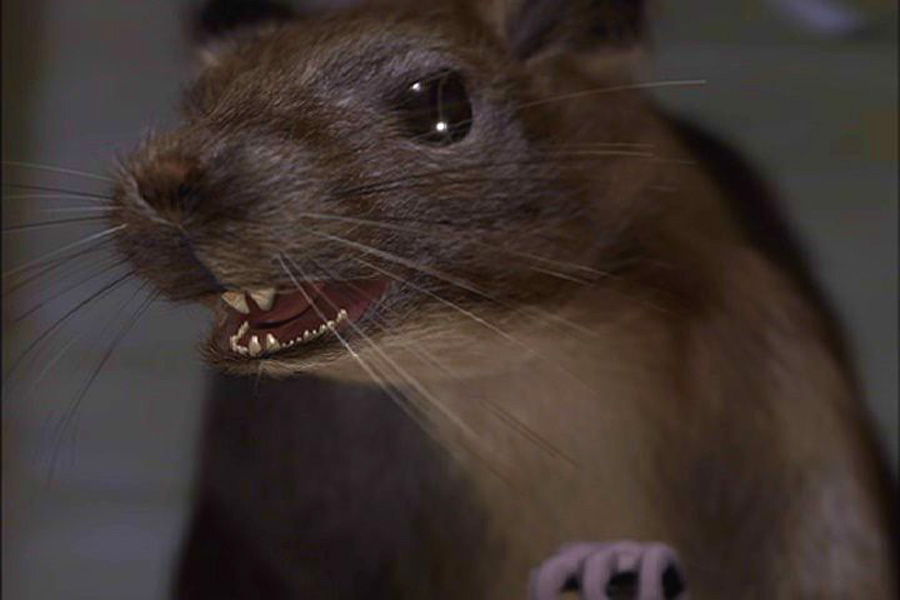 Бессмертные души: Крысы-убийцы – афиша
