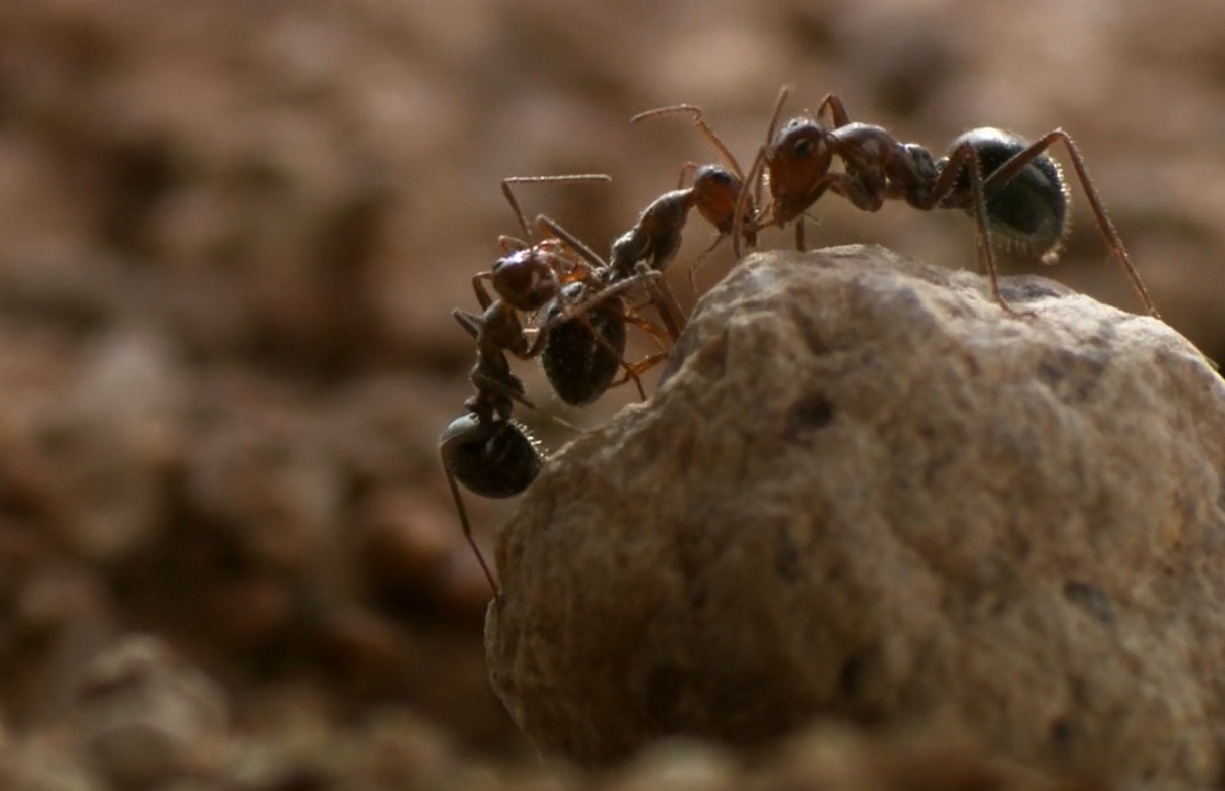 Империя аризонских муравьев – афиша